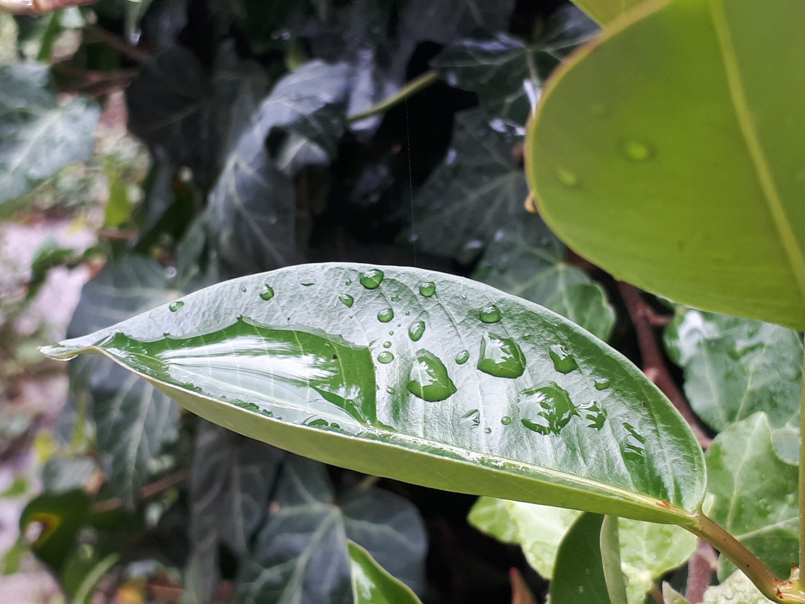 Aufstellung Blatt mit Wassertropfen