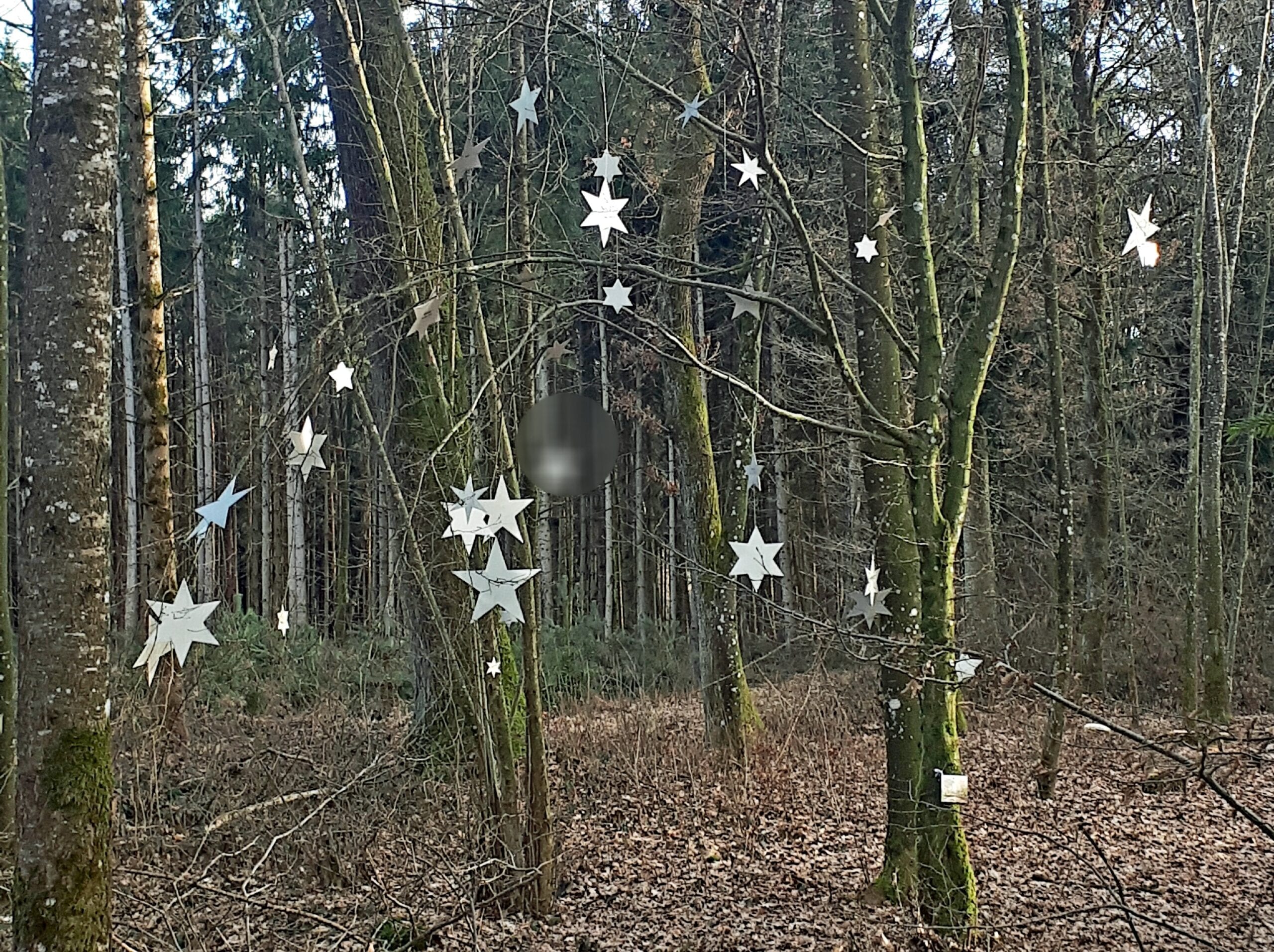 Sternenanhänger im Wald