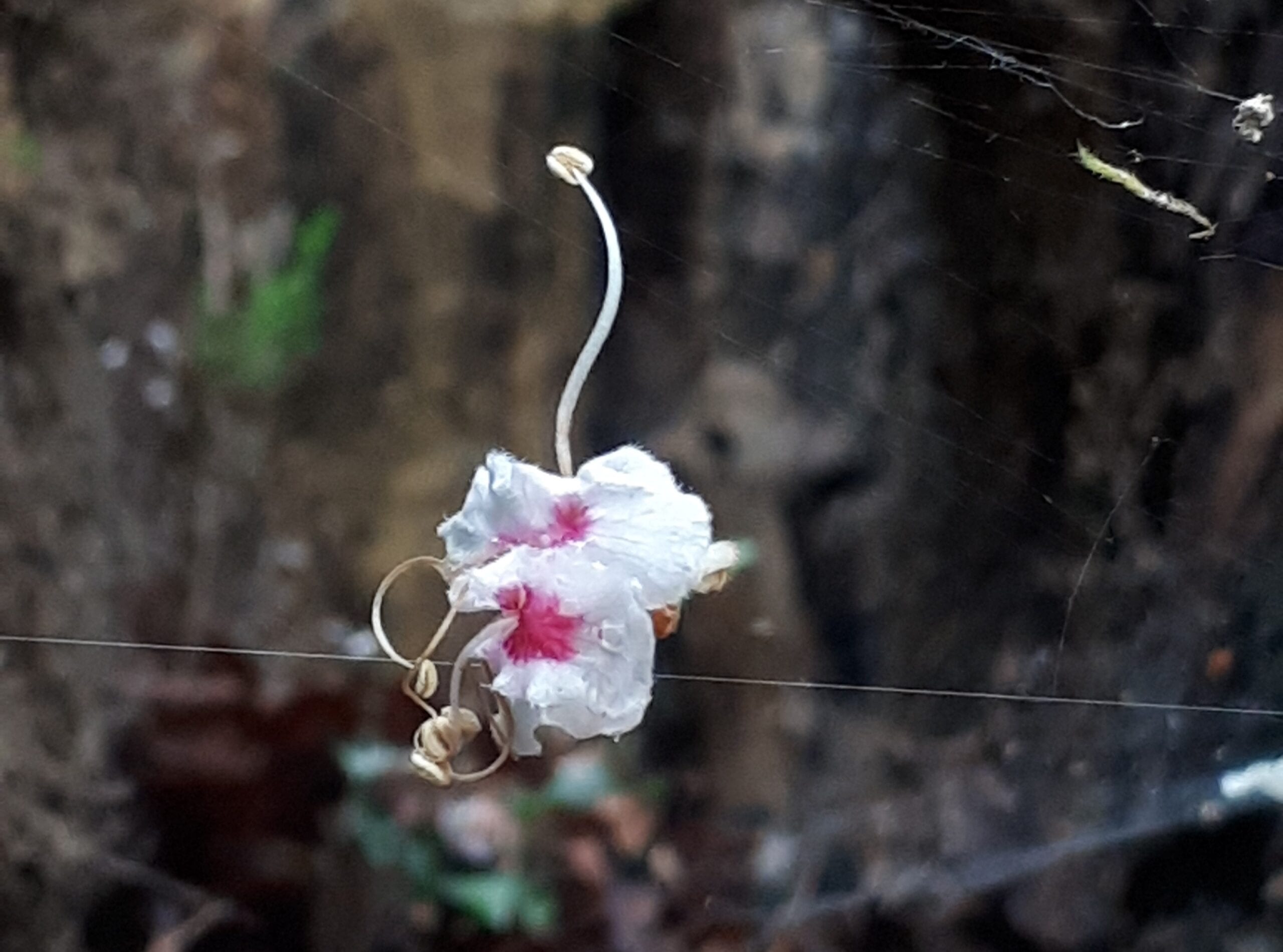 Hochseilakt mit Pflanze