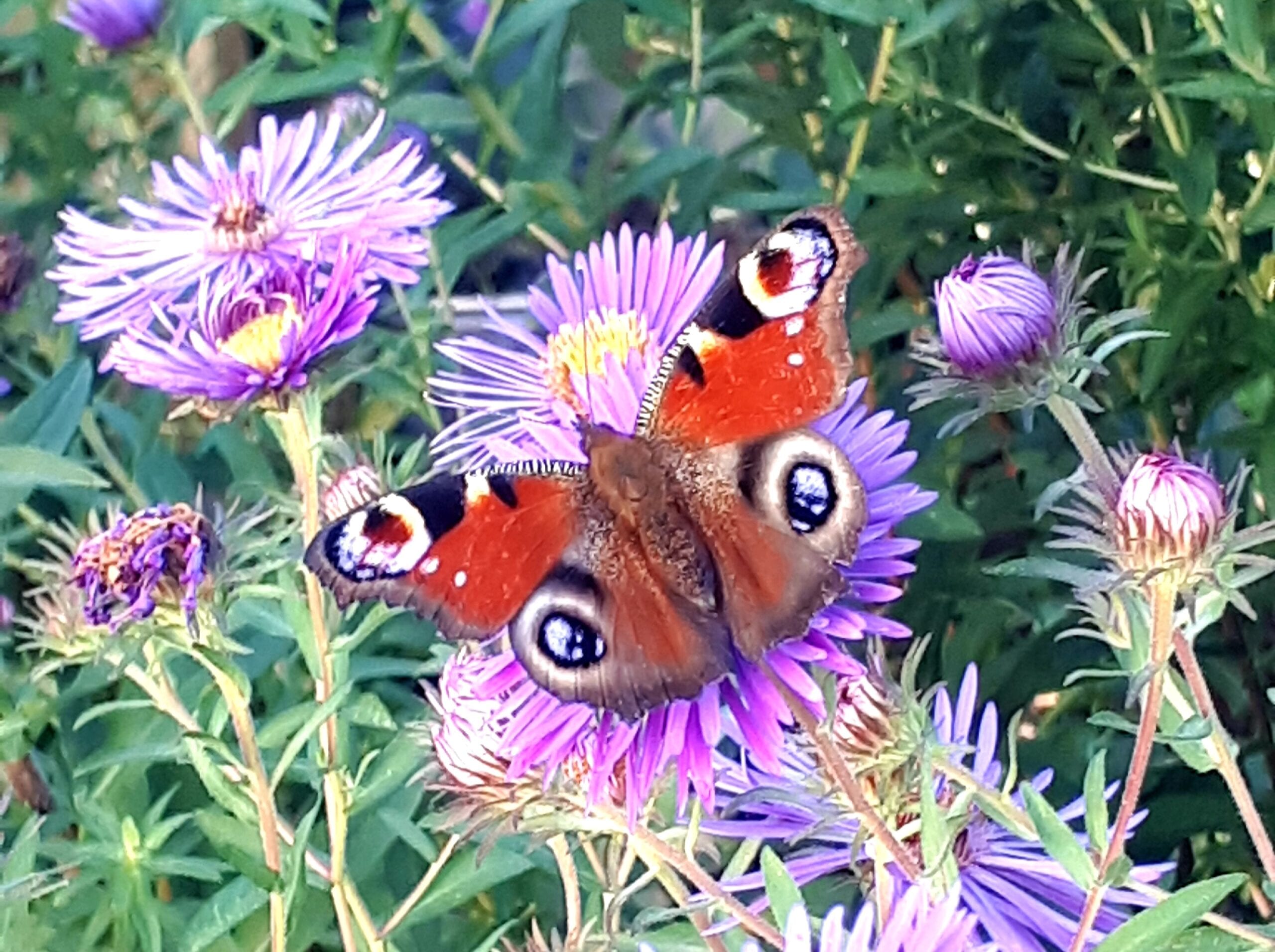 Schmetterling auf Blüte