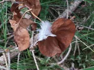 Feder auf roten Blättern