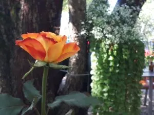 Aufstellung und Rose