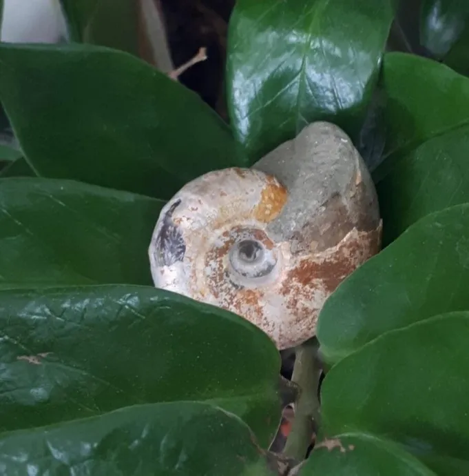 Schnecke in grünen Blättern